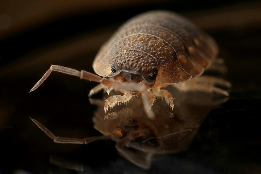 Can Wooden Furniture Harbor Bed Bugs? Here’s What You Need to Know